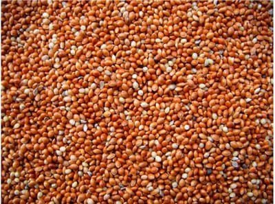 Panicum rood - Panicum rood 1 kilo - Overige zaden - Vogelvoer - Vogelzaad - Enkelvoudige vogelzaden