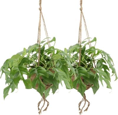 Plantenboetiek.nl | Kokodama Monstera Minima Hang - Gatenplant | 2 stuks - Ø15cm - 25cm hoog - Kamerplant - Groenblijvend - Multideal
