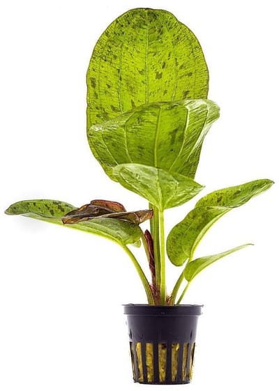 Aquaflora Echinodorus Paul Kloecker | in 5 cm pot