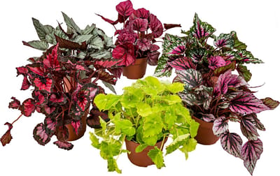 Bloomique - Set van 6 - Begonia Beleaf - Bladbegonia - Kamerplanten - Hoogte 25-35 cm - Pot 12 cm