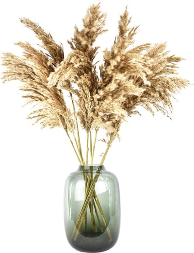 Pampas pluimen - 10 stuks - 70 cm - Natural Dried Flowers - Droogbloemen