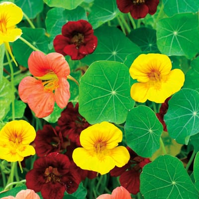 Sluis Garden - Oost-Indische kers Tom Thumb mix, lage enkelbloemig
