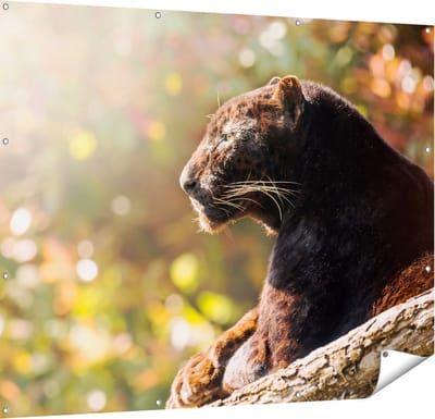 Gards Tuinposter Zwarte Panter vanaf de Zijkant - 150x120 cm - Tuindoek - Tuindecoratie - Wanddecoratie buiten - Tuinschilderij
