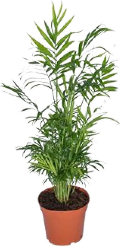 Chamaedorea Elegans - Mexicaanse Bergpalm - Ø12cm - 40cm - (Ook)-Voor in huis - Groenblijvend - Vaste planten