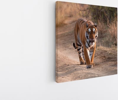 Saammp Canvas Schilderij - Tijger op de weg - Natuur - Dieren - 20x20 - Foto op canvas - Wanddecoratie - muurdecoratie Woonkamer - Slaapkamer decoratie - Canvas Print