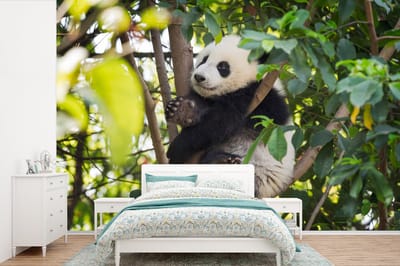 Behang - Fotobehang Panda - Dier - Boom - Breedte 600 cm x hoogte 400 cm