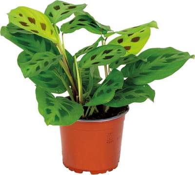 Bloomique - Maranta Kerchoveana - Gebedsplant - Hangplant - Kamerplanten - Luchtzuiverend - Diervriendelijk - Hoogte 10-20 cm - Pot 12 cm