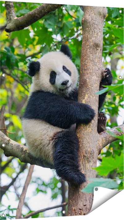 Gards Tuinposter Panda in de Bomen - 80x120 cm - Tuindoek - Tuindecoratie - Wanddecoratie buiten - Tuinschilderij