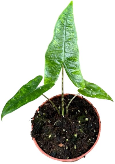 Alocasia Reticulata Kamerplant Potmaat Ø10,5 cm |Vers Van De Kweker