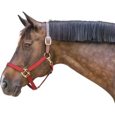 Kentucky Horsewear - Nylon halster Wellington bordeaux Full