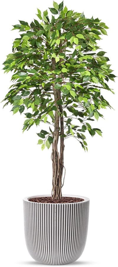 Kunstplant Ficus groen in planter ball Groove ivoor H200 cm