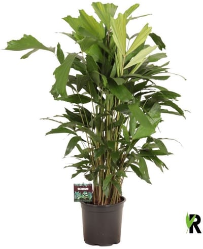 Caryota mitis 90 cm - Kamerplant - Potmaat Ø19 cm