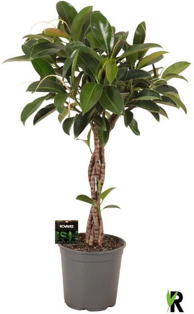 Ficus Elastica Melany gevlochten stam 110 cm – Kamerplant – Vers Van De Kweker – Potmaat Ø27 cm