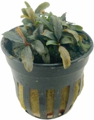 Moerings Bucephalandra Caterina | In 5 cm pot