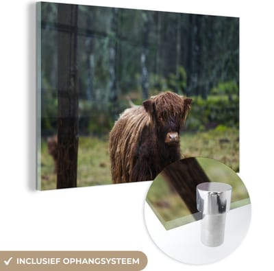 MuchoWow® Glasschilderij 150x100 cm - Schilderij acrylglas - Schotse Hooglander - Bos - Mos - Foto op glas - Schilderijen