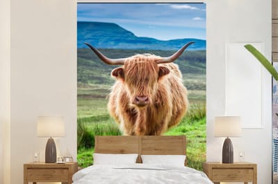 Behang - Fotobehang Schotse hooglander - Koe - Natuur - Berg - Gras - Breedte 155 cm x hoogte 240 cm