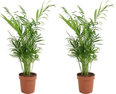 Bloomique - Set van 2 - Chamaedorea Elegans - Mexicaanse Dwergpalm - Kamerplanten - Luchtzuiverend - Diervriendelijk - Gemakkelijk in onderhoud - Hoogte 30-40 cm - Pot 12 cm