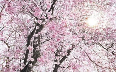 Fotobehang Bloom