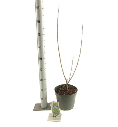 Ginkgo biloba 'Menhir' - Japanse notenboom | 80-100 cm pot