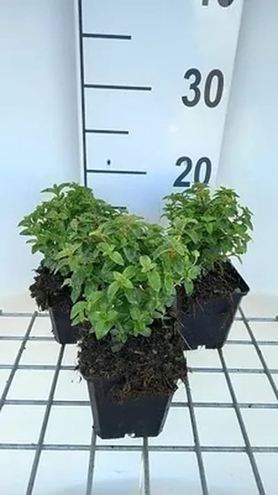 6x Bellenplant - Fuchsia hybr. 'Tom Thumb' | 9x9 cm pot