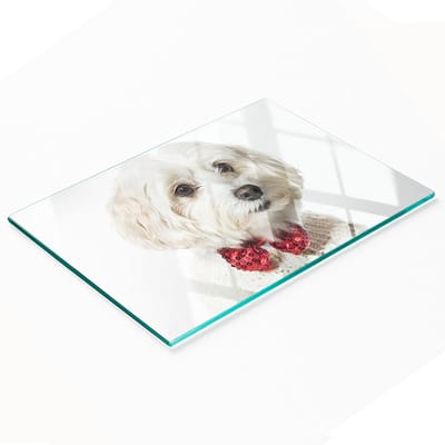 Multifunctioneel decoratief glazen keukenbord met Maltezerhondje, 80x52 cm