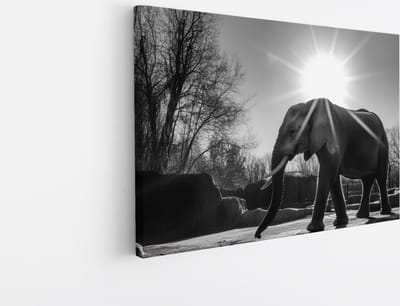 Saammp Canvas Schilderij - Olifant tussen de rotsen - Dieren - 45x30 - Foto op canvas - Wanddecoratie - muurdecoratie Woonkamer - Slaapkamer decoratie - Canvas Print