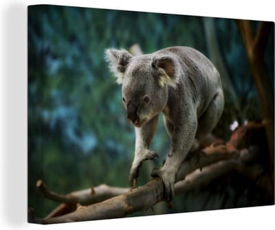 Canvas Schilderij Koala - Boom - Klimmen - Kids - Jongens - Meiden - 90x60 cm - Wanddecoratie