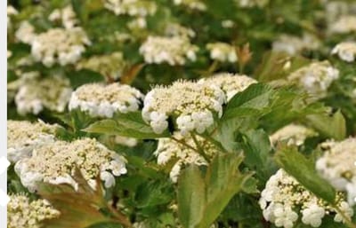 Viburnum opulus 'Compactum' - Gelderse Roos 25 - 30 cm in pot