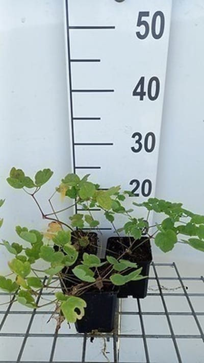 6x Ruit - Thalictrum hybr. 'Elin' | 9x9 cm pot