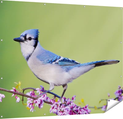 Gards Tuinposter Blauwe Gaai Vogel op een Tak - Kleur - 150x120 cm - Tuindoek - Tuindecoratie - Wanddecoratie buiten - Tuinschilderij