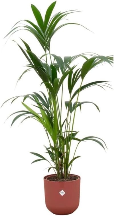 Kentia Palm - Areca Palm - Woonkamer Decoratie - Met Pot - Ø26-160 Cm - Rood