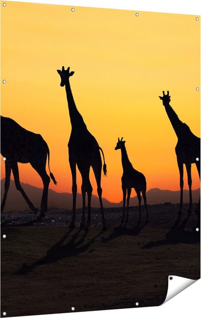 Gards Tuinposter Vier Giraffe Silhouetten bij Zonsondergang - 120x160 cm - Tuindoek - Tuindecoratie - Wanddecoratie buiten - Tuinschilderij