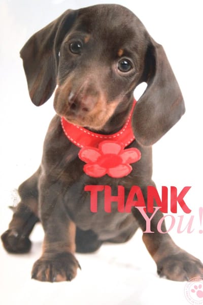 Luxe Wenskaart Bedankt - Thank You - By Myrna - Hond Puppy - 14,5x21cm - Dubbele Kaart - Met Envelop - Luxe Wens Kaart - Greeting Card - 1 Stuks - In Folie Verpakt - Bedankt - Thanks - Danke - Merci - Dank - Gratis Verzonden