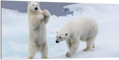 Dibond - Ijsbeer Dansend op het Ijs - 200x100 cm Foto op Aluminium (Met Ophangsysteem)