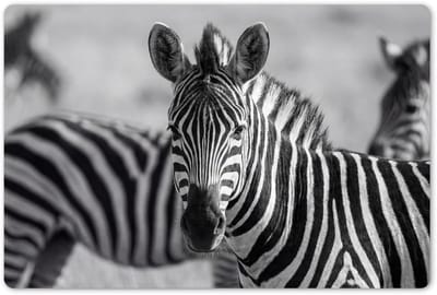 Placemats 45x30 cm - Placemat kunststof - 1 stuk - Zebra's - Zwart - Wit - Borden onderleggers - Decoratie voor op tafel - Keuken tafeldecoratie accessoires - Vinyl onderlegger - Tafelversiering