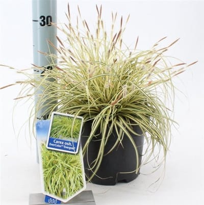 Plantes de jardin - Un ensemble 1 - Carex oshimensis 'Evergold' - (2L) 20-25 cm