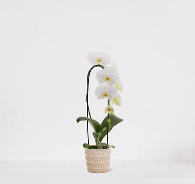 Phalaenopsis Cascade wit in sierpot Feline – bloeiende witte Orchidee – kamerplant - 50-65cm - Ø13 – grootbloemig - geleverd met plantenpot – vers uit de kwekerij