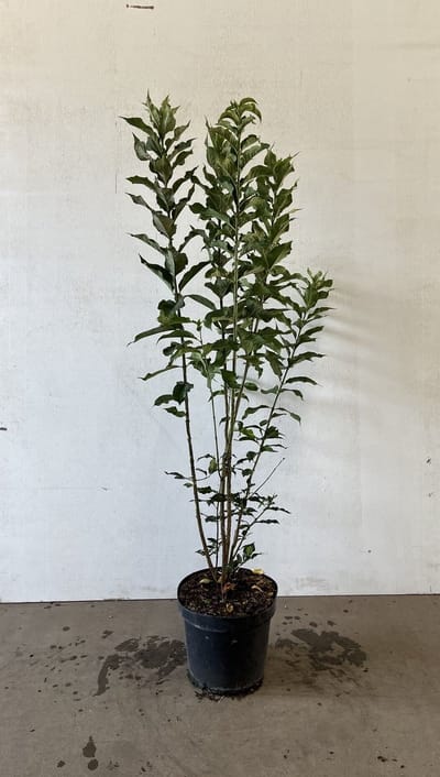 Wilde kardinaalsmuts 100-125 cm (in pot) - Euonymus europaeus - Ø26 cm - inheemse plant - kleurrijke vruchtjes - onderhoudsarm