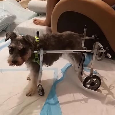 Hondenrolstoel 4 wielen - Hulpstuk Honden - Ondersteuning Mobiliteit - Verstelbaar Ontwerp - XS - Zilver