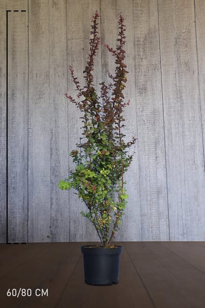 Plants Online - Haagplanten - Heesters - Rode Zuurbes - Pot 60-80 cm - set van 10 - Bladverliezend - Bloeiende plant - Geschikt als lage haag - Inbraakwerend