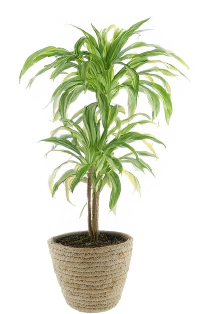 Van der Leeden Plantenmand - rotan - maisblad - D25 x H22 cm - ronde plantenpot - bloemen mand - handgevlochten