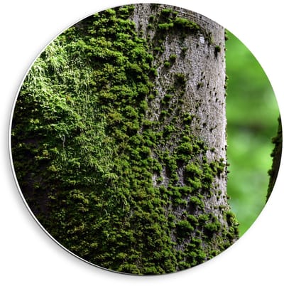 Forex Wandcirkel - Mos op Boom - 40x40cm Foto op Wandcirkel (met ophangsysteem)