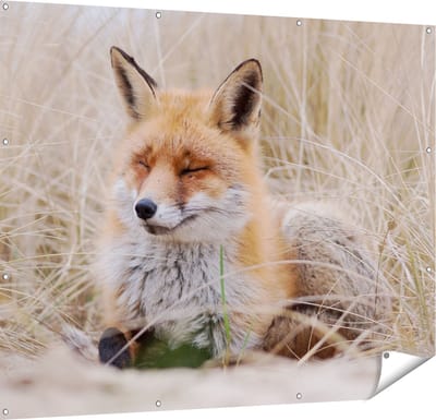 Gards Tuinposter Vos in de Duinen - 150x120 cm - Tuindoek - Tuindecoratie - Wanddecoratie buiten - Tuinschilderij