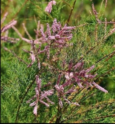 Tamarix ram. 'Pink Cascade' - Tamarisk 60- 80 cm in pot