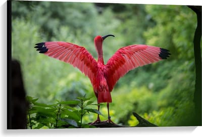 Canvas  - Roze Tropische Vogel  - 90x60cm Foto op Canvas Schilderij (Wanddecoratie op Canvas)