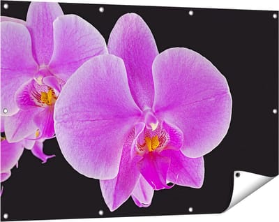 Gards Tuinposter Licht Paarse Orchidee - Bloem - 120x80 cm - Tuindoek - Tuindecoratie - Wanddecoratie buiten - Tuinschilderij