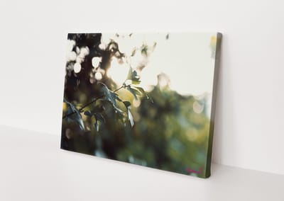 Canvasdoek - Schilderij - Plant Natuur Stichting By Amanda - Groen - 40 X 60 Cm