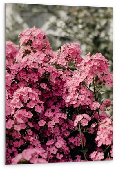 Dibond - Roze Bloemetjes - 80x120cm Foto op Aluminium (Met Ophangsysteem)