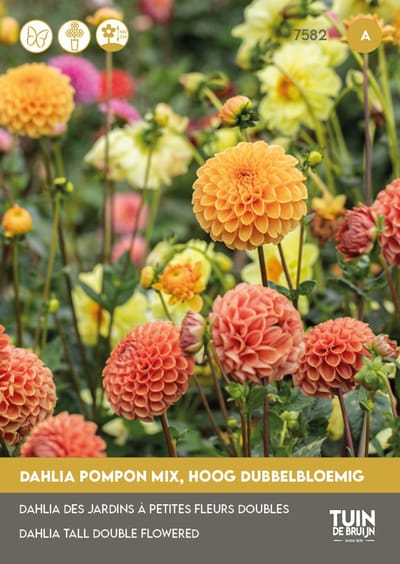 Dahlia Zaden Pompon Mix – Dubbele Zomerbloemen voor Tuin of Balkon – Geschikt als Snijbloem – ±75 Bloemzaden - Tuin de Bruijn® zaden