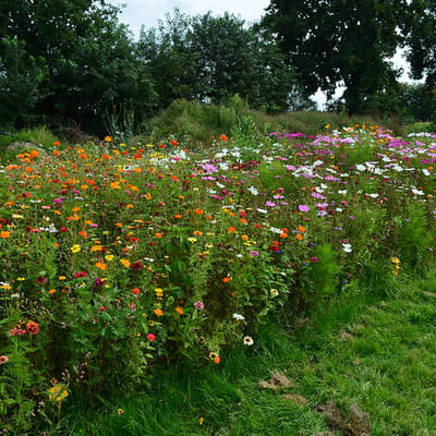 New Wave - Veldbloemen Zaden Wilde Bloemen - 50 gram - 25 vierkante meter - Eénjarig